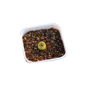Conophytum phoeniceum 水晶鞋