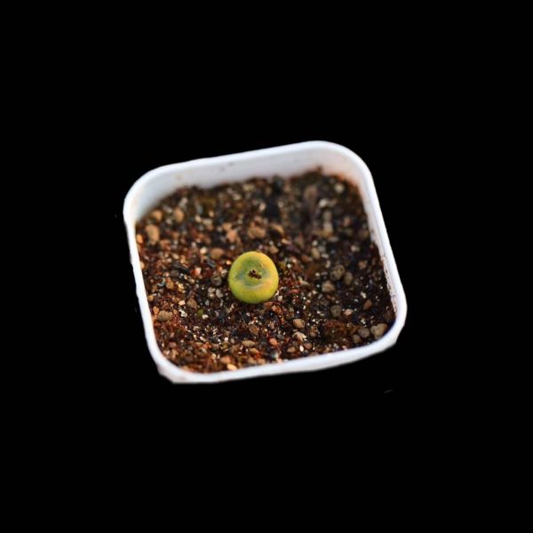 Conophytum phoeniceum 水晶鞋 - Image 2