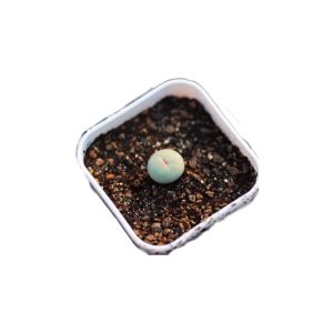 Conophytum 大型SUB嘴