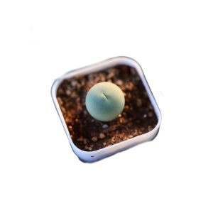 Conophytum caculus 鸽子蛋