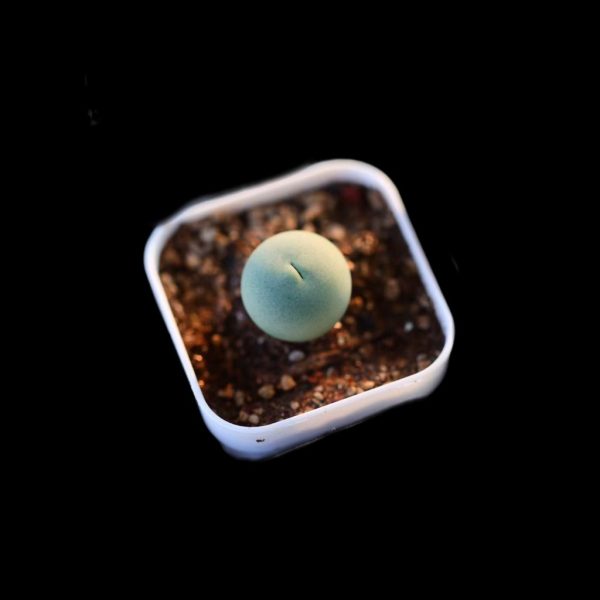 Conophytum caculus 鸽子蛋 - Image 2