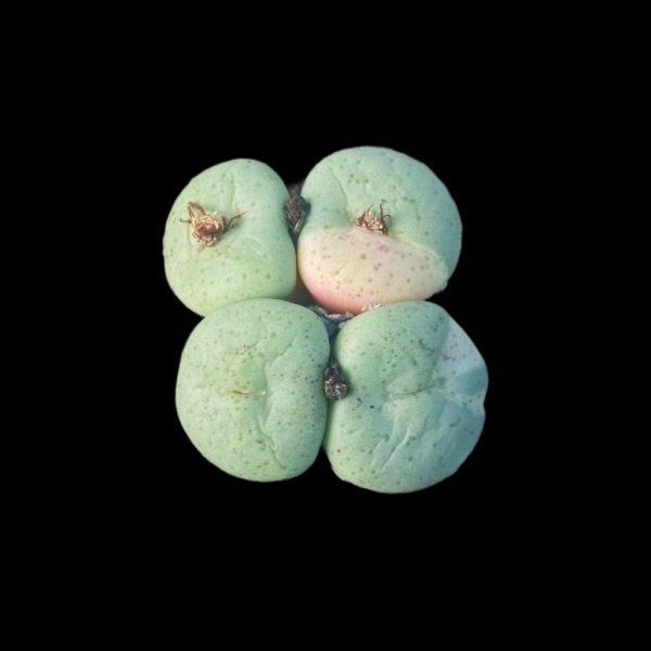 Conphytum 大饼锦 - Image 2