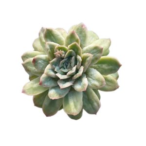 Echeveria Angel Rose var