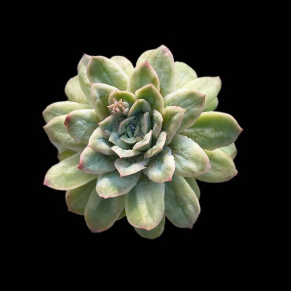Echeveria Angel Rose var - Image 2