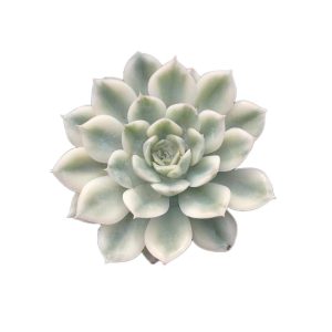 Echeveria Moon Fairy Var.