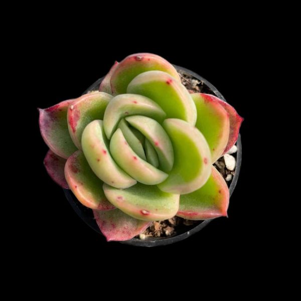 Echeveria Ice Rose - Image 2