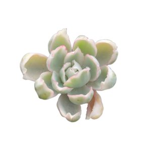 Echeveria Berkeley Light var.