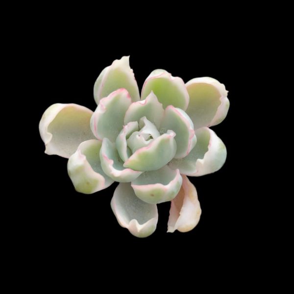 Echeveria Berkeley Light var. - Image 2
