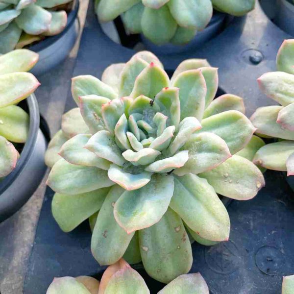 Echeveria Angel Rose var - Image 3