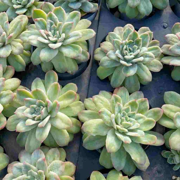 Echeveria Angel Rose var - Image 5