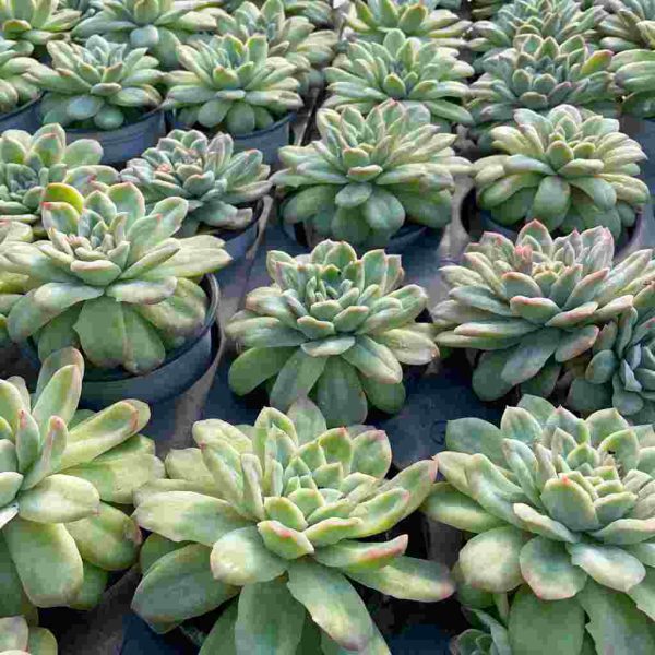 Echeveria Angel Rose var - Image 4