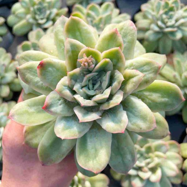 Echeveria Angel Rose var - Image 6