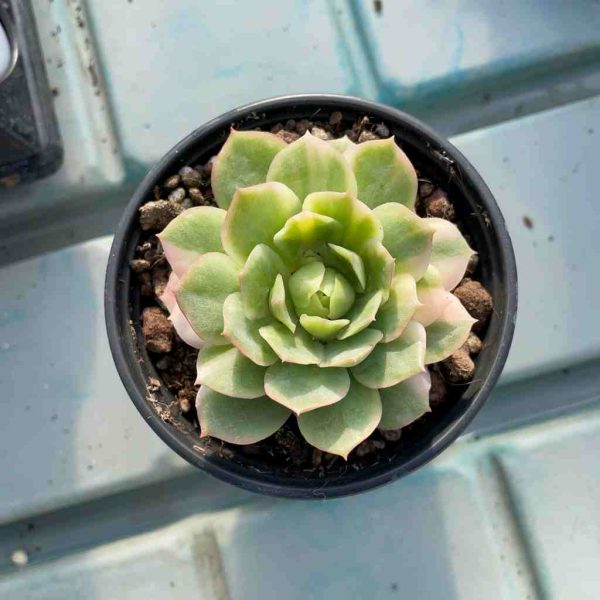 Echeveria 'Seigetsu' var - Image 4