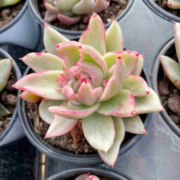 Echeveria Saint Louis - Image 4