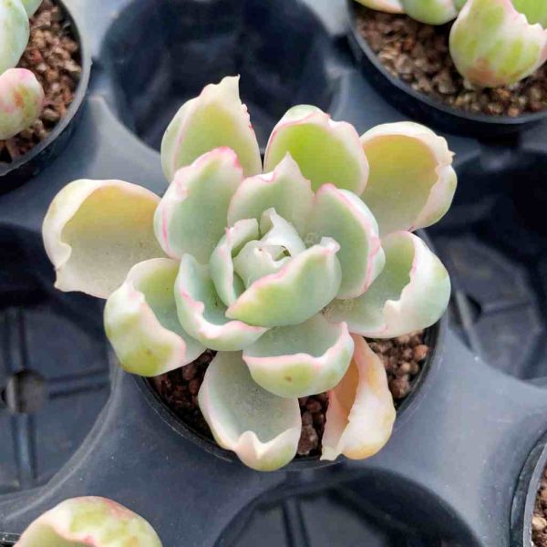 Echeveria Berkeley Light var. - Image 4