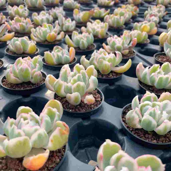 Echeveria Berkeley Light var. - Image 6