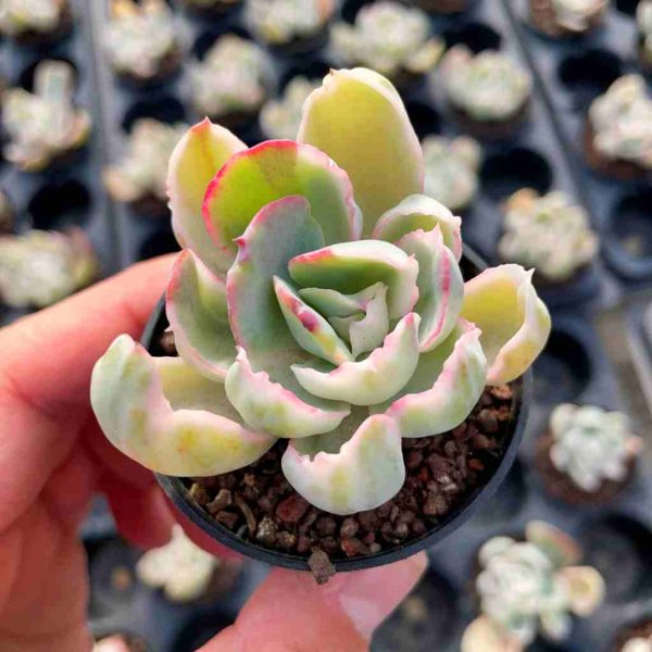 Echeveria Berkeley Light var. - Image 3