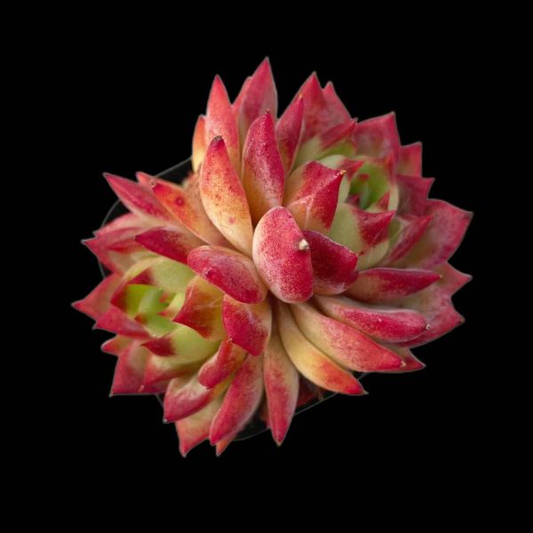 Echeveria Helena - Image 3