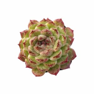 Echeveria Black Desert