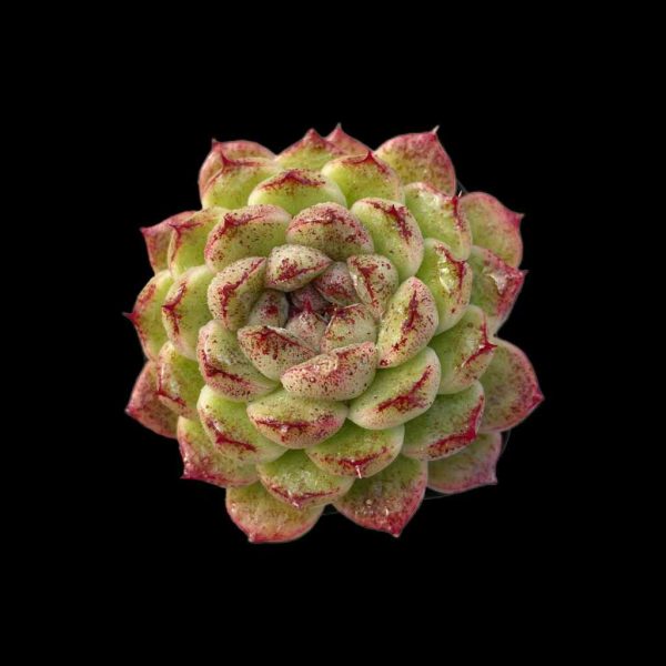 Echeveria Black Desert - Image 2