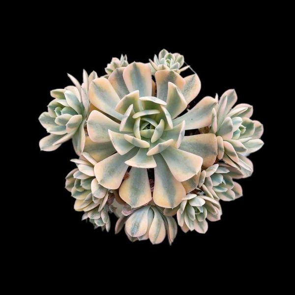 Echeveria Runyon ii f.var. - Image 2