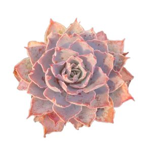 Echeveria Pinky