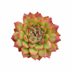 Echeveria Ice Age