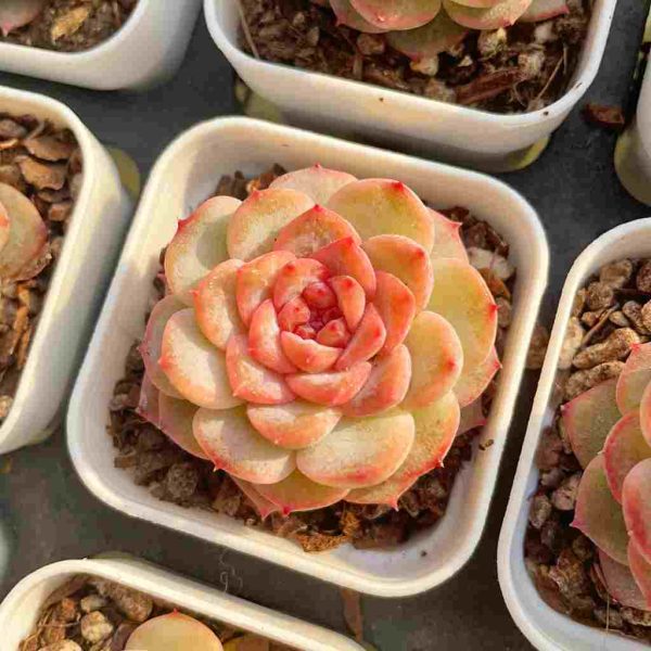 Echeveria Weixun - Image 4