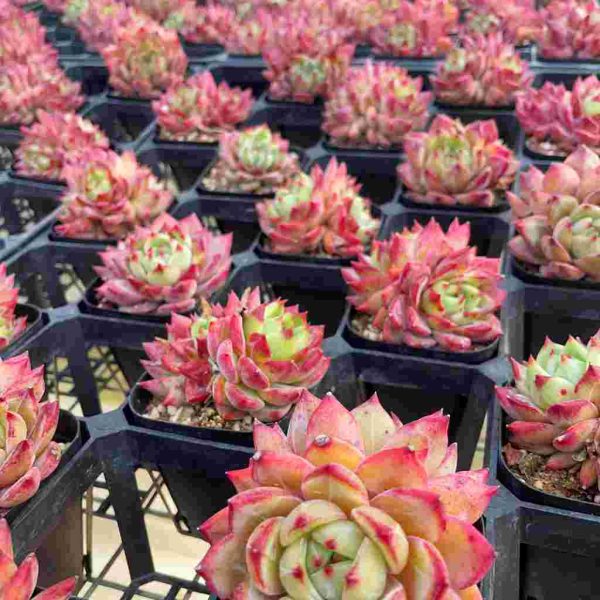 Echeveria Helena - Image 5