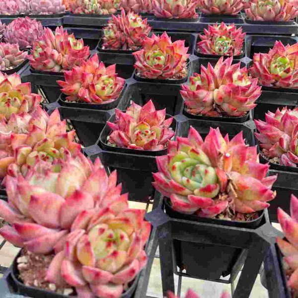 Echeveria Helena - Image 6