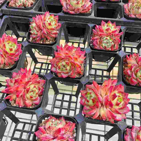 Echeveria Helena - Image 7