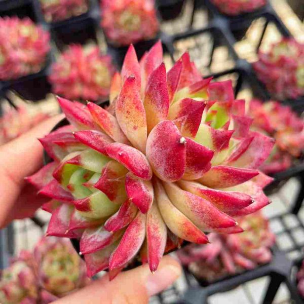 Echeveria Helena - Image 4