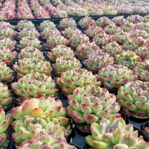 Echeveria Black Desert - Image 4