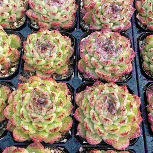 Echeveria Black Desert - Image 5
