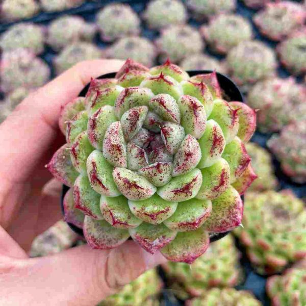 Echeveria Black Desert - Image 3