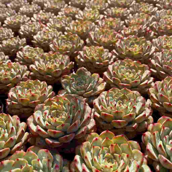 Echeveria Blue Minima - Image 6