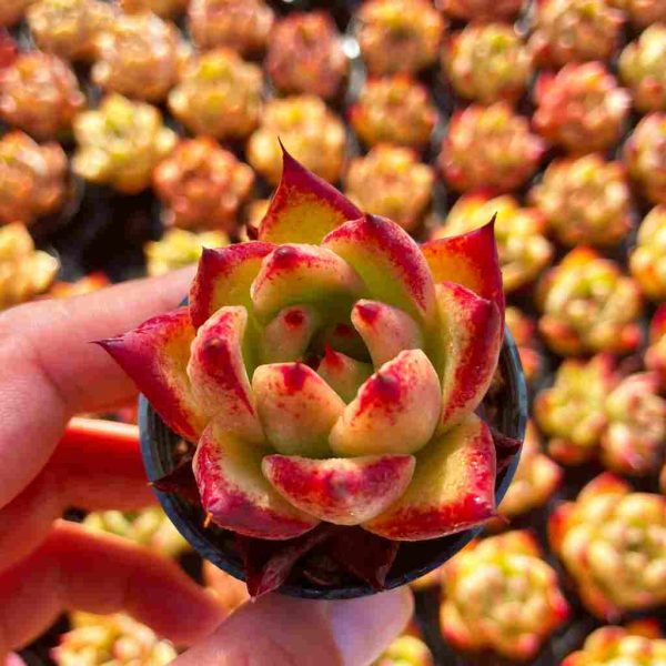 Echeveria Roca - Image 3