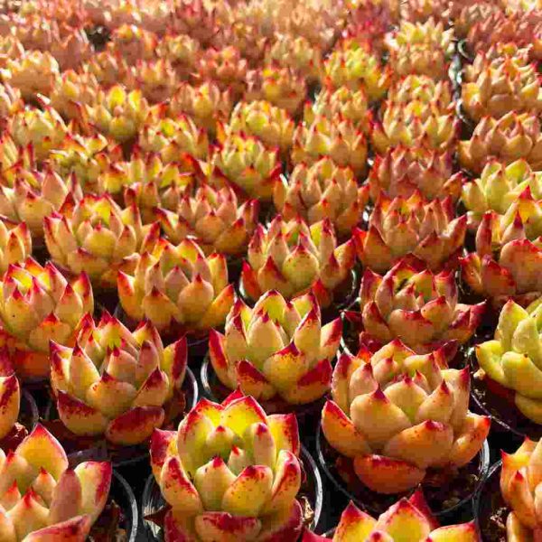 Echeveria Roca - Image 7