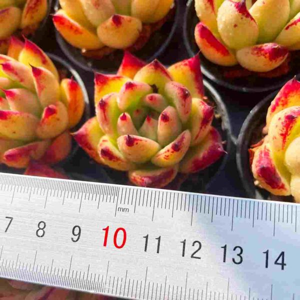 Echeveria Roca - Image 4