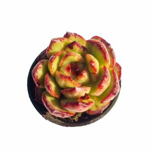 Echeveria Puli-lindsayana var.