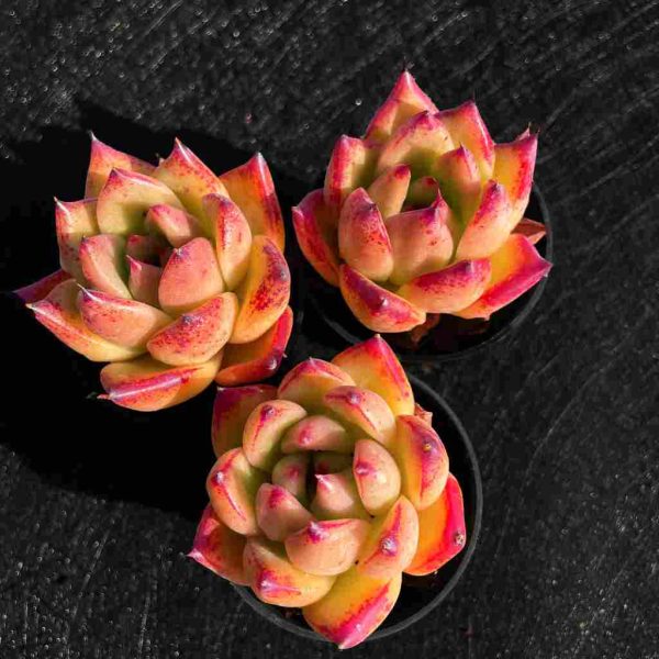 Echeveria Roca - Image 2