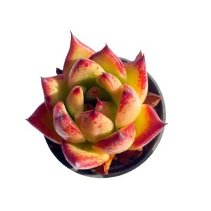 Echeveria Roca