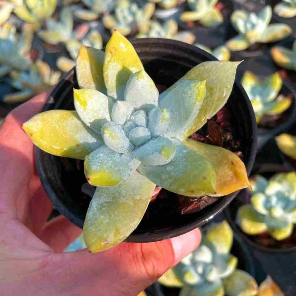 Dudleya pachyphytum Moran & M.Benedict - Image 2