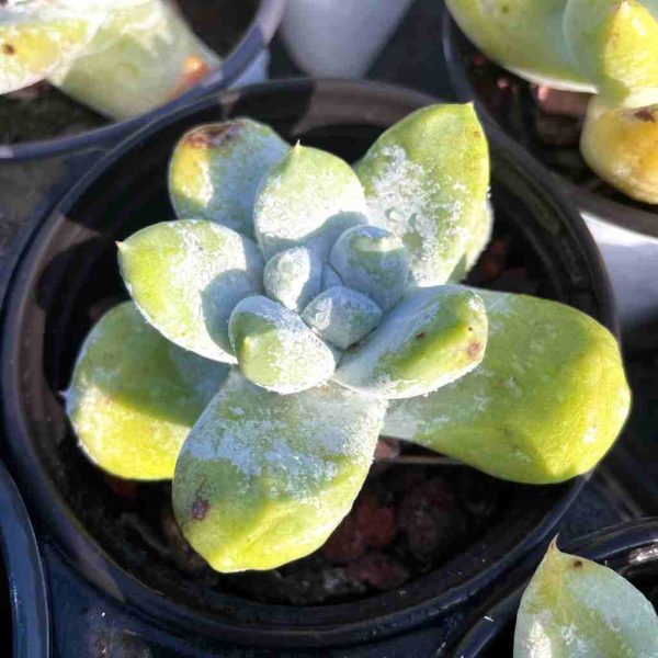 Dudleya pachyphytum Moran & M.Benedict - Image 3