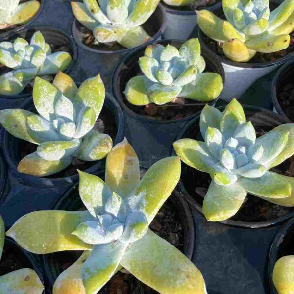 Dudleya pachyphytum Moran & M.Benedict - Image 4