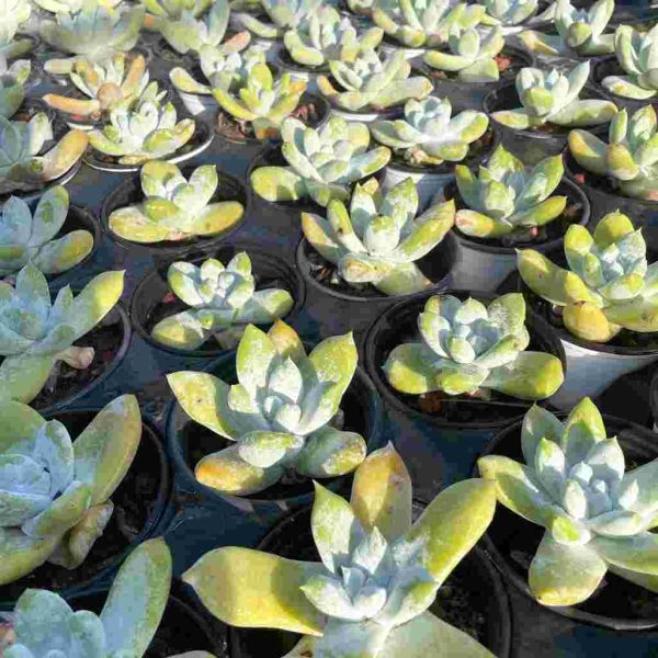 Dudleya pachyphytum Moran & M.Benedict - Image 5
