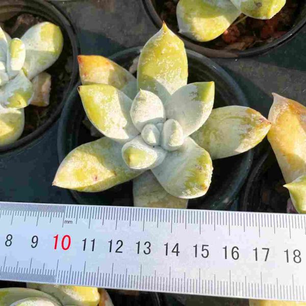 Dudleya pachyphytum Moran & M.Benedict - Image 6
