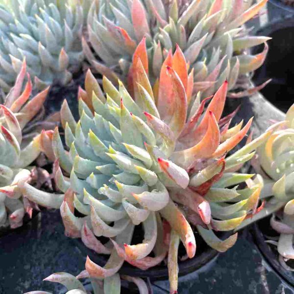 Dudleya nubigena - Image 3