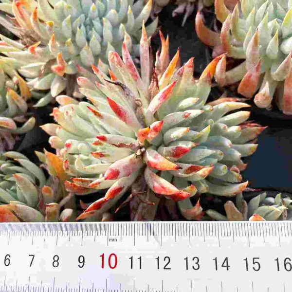 Dudleya nubigena - Image 4