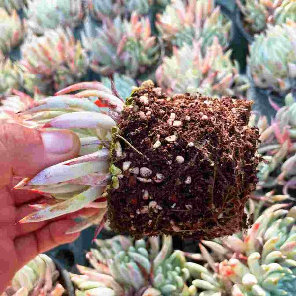 Dudleya nubigena - Image 5